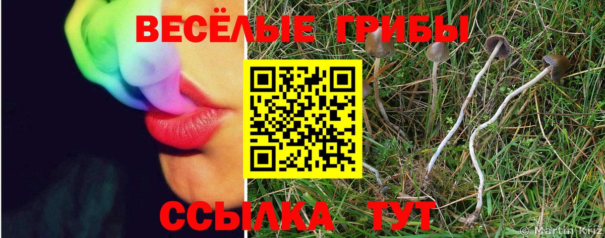 Ленинск-Кузнецкий  Псилоцибиновые грибы прущие грибы  Вход с VPN 